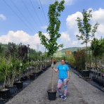 Javor freemanov (Acer freemanii) JEFFERSRED ´AUTUMN BLAZE´® - výška 350-380 cm, obvod kmeňa 6/8 cm, kont. C18L